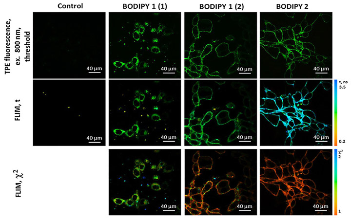 Изображения CT26 клеток, выявленные методами двухфотонной (TPE) флуоресценции и время-разрешенной флуоресцентной микроскопии (FLIM) после инъекции BODIPY1 и BODIPY2