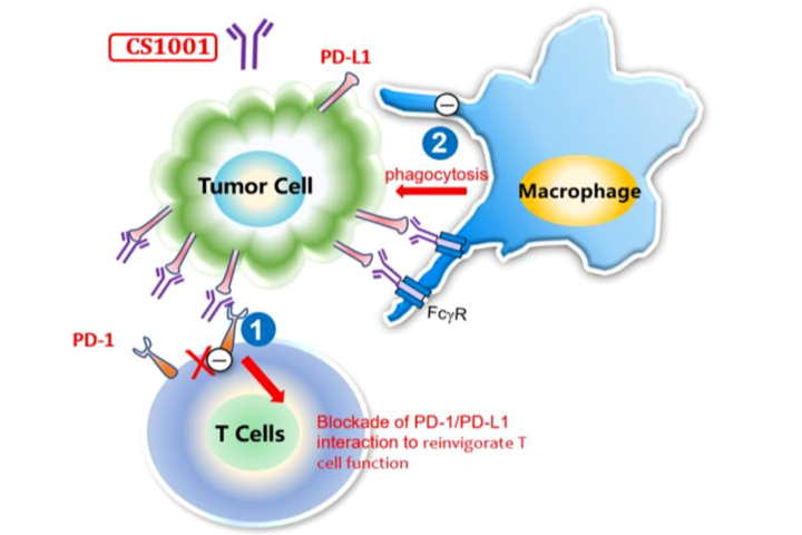 GEMSTONE-302. Сугемалимаб в комбинации с платиносодержащей химиотерапией в первой линии лечения немелкоклеточного рака легкого