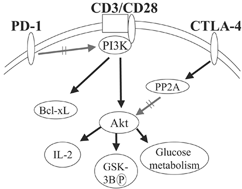 Рисунок 1. Модель CTLA-4- и PD-1-опосредованного ингибирования Т-лимфоцитов. (Parry R V et al. Mol. Cell. Biol. 2005;25:9543-9553)