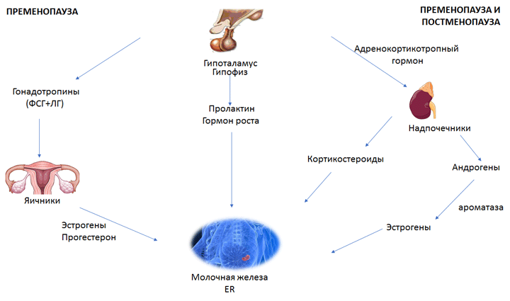 Синтез эстрогенов в пре- и постменопаузе